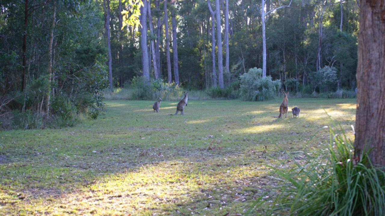 Nrma Darlington Beach Holiday Resort Arrawarra Zewnętrze zdjęcie
